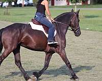 dressage-friesian-horse