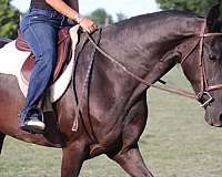 ranch-friesian-horse