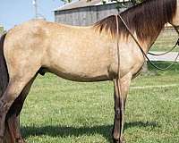 buckskin-dark-points-horse