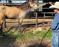 ranch-work-quarter-horse