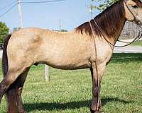 all-around-quarter-horse