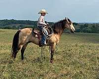 family-horse-quarter