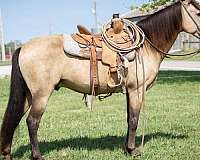 trail-quarter-horse