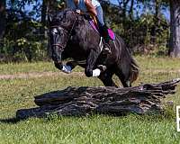 buckskin-dark-points-horse