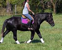 beginner-safe-quarter-horse