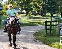 adult-quarter-horse