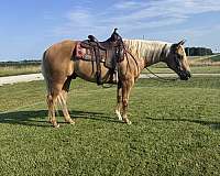 beginner-quarter-horse