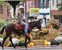 ranch-work-quarter-horse