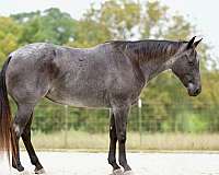 blue-roan-none-horse