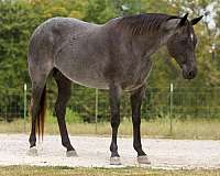 ranch-work-quarter-horse