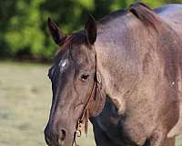 all-around-quarter-horse