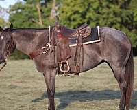 draft-quarter-horse