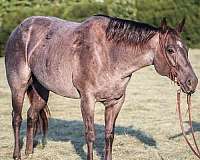 family-horse-quarter