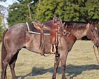 trail-quarter-horse