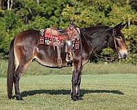 blue-roan-none-horse