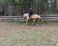 quarter-horse-gelding