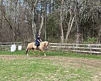 quarter-horse-for-sale