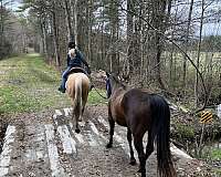 all-around-gelding