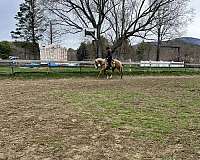 barrel-gelding