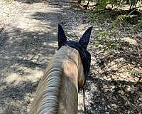 dressage-gelding