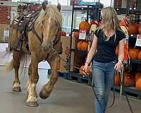 gypsy-vanner-horse