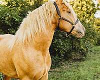 palomino-star-horse