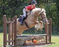 ranch-gypsy-vanner-horse