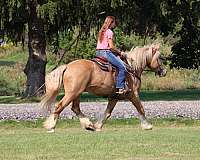 safe-gypsy-vanner-horse