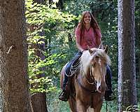 all-around-gypsy-vanner-horse