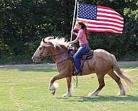 draft-gypsy-vanner-horse