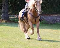 fancy-gypsy-vanner-horse