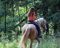 athletic-gypsy-vanner-horse