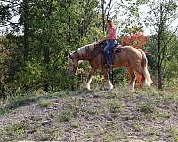 experienced-gypsy-vanner-horse