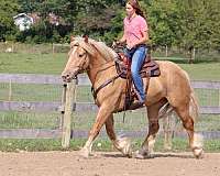 husband-safe-gypsy-vanner-horse