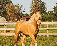 jumping-gypsy-vanner-horse