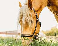 ranch-versatility-gypsy-vanner-horse