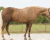 quarter-horse