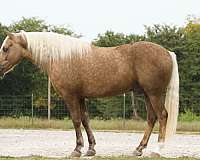 palomino-sock-horse