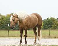 ranch-work-quarter-horse