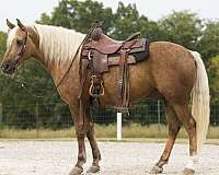 beginner-safe-quarter-horse