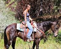 ranch-work-quarter-horse