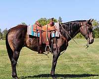 athletic-quarter-horse