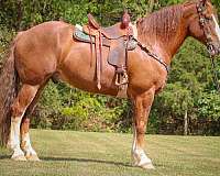 buckskin-none-horse