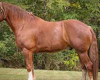 ranch-work-quarter-horse