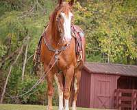 family-horse-quarter