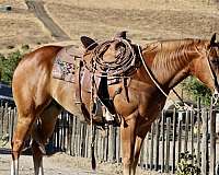 beginner-quarter-horse