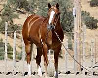 beginner-safe-quarter-horse