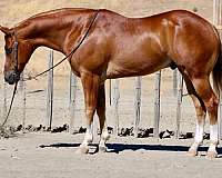 ranch-work-quarter-horse