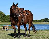 chestnut-blaze-socks-horse