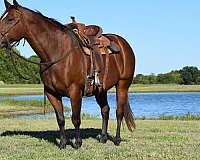 beginner-safe-quarter-horse